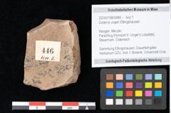 Foto (Objekt + Etikett) von Zostena ungeri Ettingshausen (NHMW-GEO-2024-0188-0446)